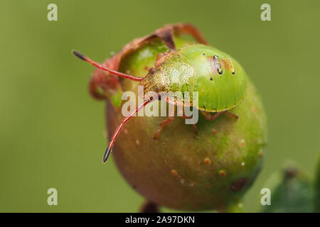 Weißdorn Shieldbug Nymphe (Acanthosoma haemorrhoidale) auf Hawthorn Berry thront. Tipperary, Irland Stockfoto