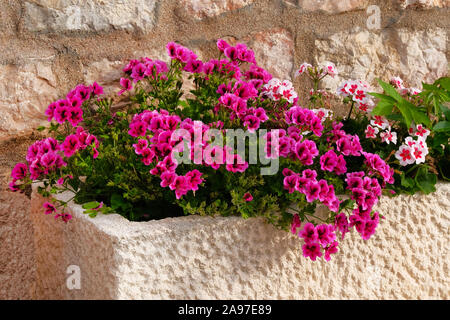 Geranie. Topf mit Büschen von blühenden Pflanzen. Landschaft gestalten. Buchsen mit weißen und violetten Blüten in Licht Keramik Blumentopf. Stockfoto