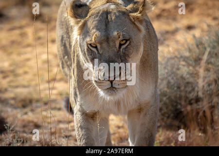 Löwin zu Fuß in Richtung der Kamera im Welgevonden Game Reserve, Südafrika. Stockfoto