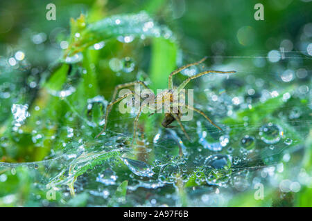 Tautropfen auf das Spinnennetz über grünes Gras Stockfoto