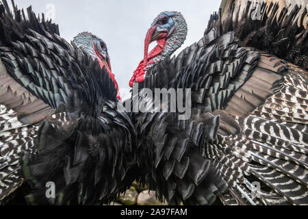 Paar männliche inländischen Türkei in Hof Stockfoto