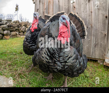 Paar männliche inländischen Türkei in Hof Stockfoto