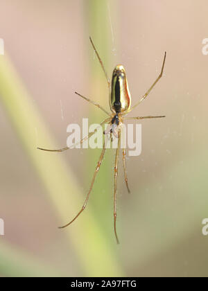 Orb-weben Spinne, Metellina mengei/segmentata Stockfoto