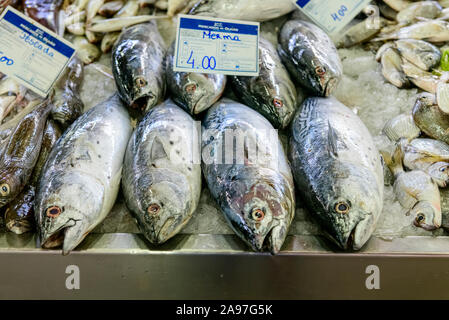 Fischhändler zeigen frischen kleinen Thunfisch Euthynnus alletteratus Merma gefangen am selben Tag auf dem Olhao Fisch-und Erzeugnis-Markt. Olhao Algarve, Portugal Stockfoto