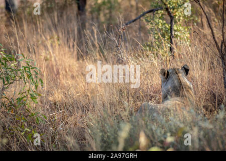 Löwin mit in das Gras in der Welgevonden Game Reserve, Südafrika. Stockfoto