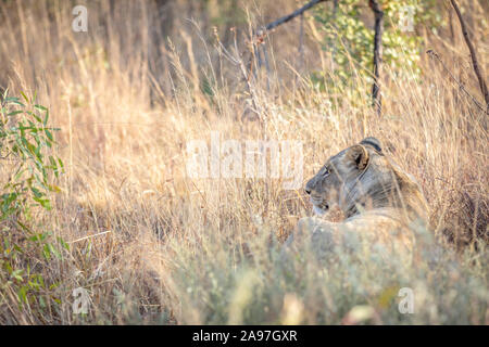 Löwin mit in das Gras in der Welgevonden Game Reserve, Südafrika. Stockfoto