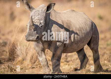 White Rhino im Gras, Südafrika. Stockfoto