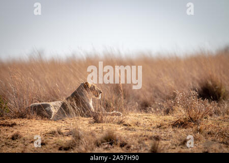 Löwin Festlegung im hohen Gras in der Welgevonden Game Reserve, Südafrika. Stockfoto