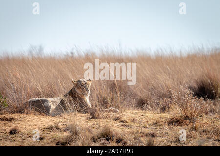 Löwin Festlegung im hohen Gras in der Welgevonden Game Reserve, Südafrika. Stockfoto