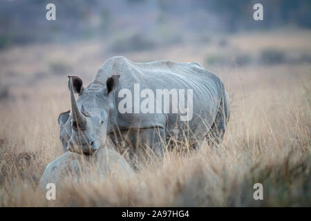 White Rhino seinen Kopf auf einem Felsen, Südafrika. Stockfoto