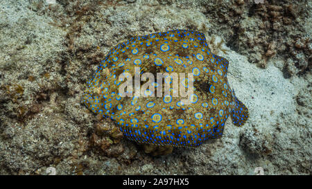 Peacock Flunder in Coral Reef Stockfoto