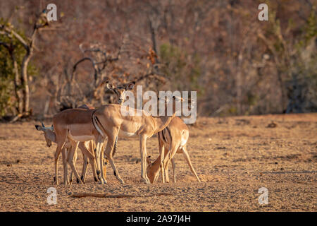 Kleine Herde Impalas in das Gras in der Welgevonden Game Reserve, Südafrika. Stockfoto