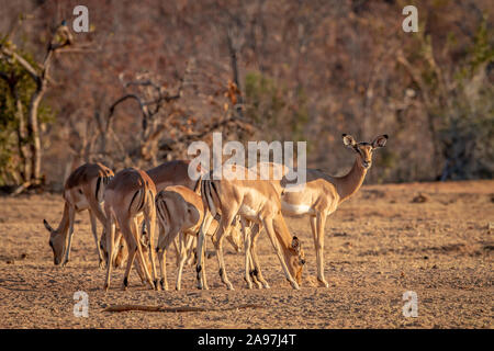 Kleine Herde Impalas in das Gras in der Welgevonden Game Reserve, Südafrika. Stockfoto