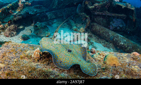 Peacock Flunder in Coral Reef Stockfoto