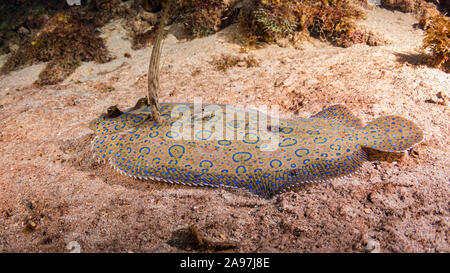 Peacock Flunder in Coral Reef Stockfoto