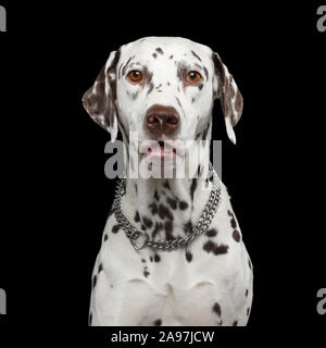 Portrait des Staunens Dalmatiner Hund neugierig Stare mit der Menschheit Augen auf Isolierte schwarze Hintergrund Stockfoto