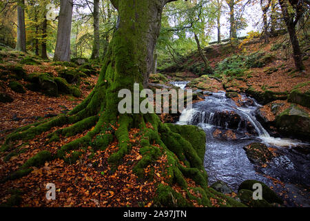 Fluss und Wald in Cloghleagh Glen in Wicklow Mountains National Park, Irland Stockfoto