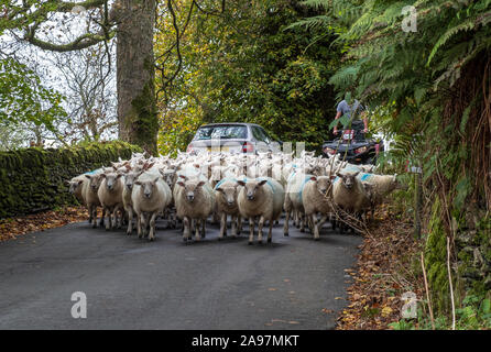 Schafe arbeiteten von Hund und Bauer auf Quad-Bike Stockfoto