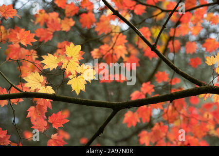 Acer japonicum 'Vitifolium'. Downy Japanischer Ahorn 'Vitifolium' Bäume im Herbst in Westonbirt Arboretum, Cotswolds, Gloucestershire, England Stockfoto