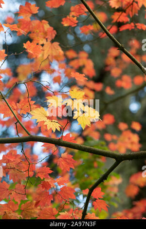 Acer japonicum 'Vitifolium'. Downy Japanischer Ahorn 'Vitifolium' Bäume im Herbst in Westonbirt Arboretum, Cotswolds, Gloucestershire, England Stockfoto