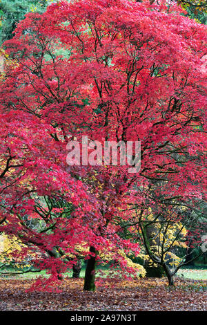 Acer palmatum 'Atropurpureum'. Lila japanischen Ahorn Bäume im Herbst in Westonbirt Arboretum, Cotswolds, Gloucestershire, England Stockfoto