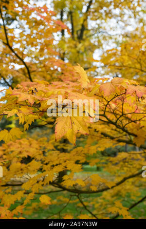 Acer japonicum 'Vitifolium'. Downy Japanischer Ahorn 'Vitifolium' Bäume im Herbst in Westonbirt Arboretum, Cotswolds, Gloucestershire, England Stockfoto