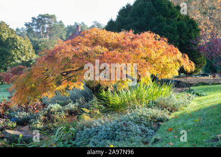 Acer palmatum dissectum Viride Gruppe/Acer 'Viridis' Baum im Herbst an der RHS Wisley Gardens, Surrey, England Stockfoto