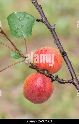 Aprikose (Prunus Armeniaca 'Harogem') Stockfoto