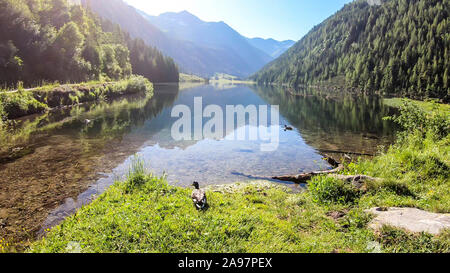 Eine kleine Ente, wachen auf dem Weg zu einem See. Der See ist mit hohen Bergen umgeben. Die Oberfläche des Sees ist ruhig, es spiegelt die Berge und den Himmel. C Stockfoto