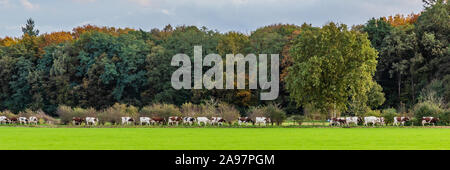 Panorama, bei der die Zeile der Holländer auf dem Weg zur Farm, gemolken zu werden. Stockfoto
