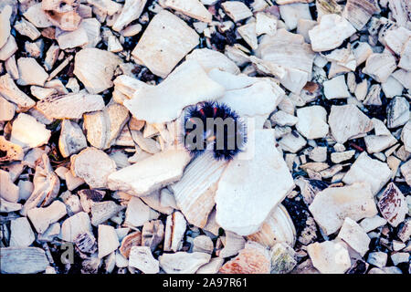 Eine riesige Leopard Moth Caterpillar Gewellt Stockfoto