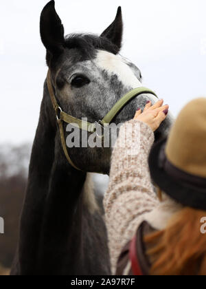 Pferd, schöne polnische Pferd, Frau in einen Hut Stockfoto