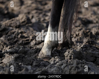 Pferd, schöne polnische Pferd, Hufe Stockfoto