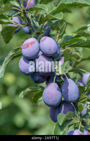 Zwetsche (Prunus domestica 'Topper') Stockfoto