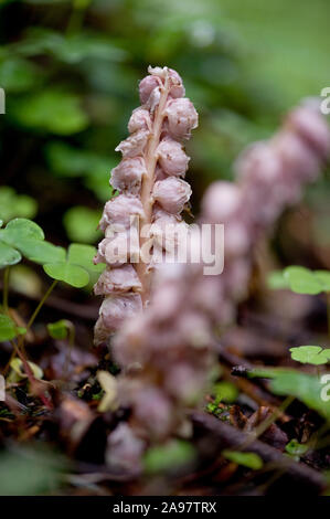 Lathraea squamaria ssp. Squamaria Schuppenwurz, Gewoehnliche, Gemeinsame toothwort Stockfoto