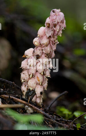 Lathraea squamaria ssp. Squamaria Schuppenwurz, Gewoehnliche, Gemeinsame toothwort Stockfoto