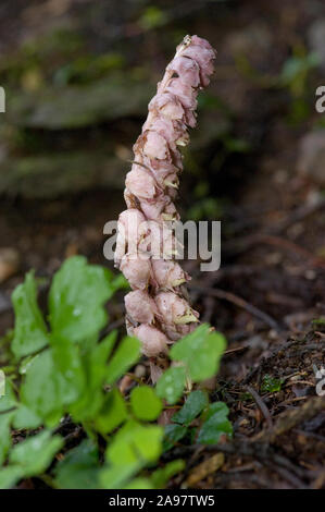 Lathraea squamaria ssp. Squamaria Schuppenwurz, Gewoehnliche, Gemeinsame toothwort Stockfoto