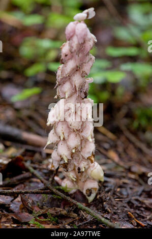 Lathraea squamaria ssp. Squamaria Schuppenwurz, Gewoehnliche, Gemeinsame toothwort Stockfoto