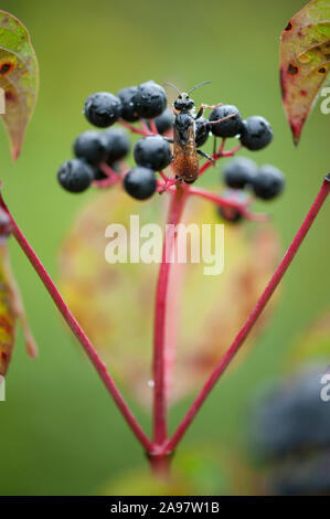 Ligustrum vulgare, Gewoehnlicher Schulze, Liguster Stockfoto