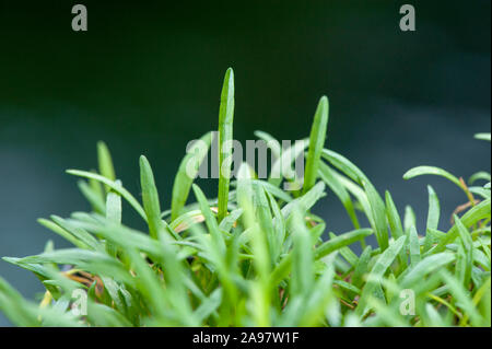 Lilaeopsis brasiliensis, Brasilianische Graspflanze, Brasilianische Micro Schwert Stockfoto