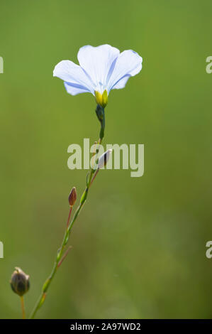 Linum perenne, Ausdauernder Lein, mehrjährig Flachs Stockfoto