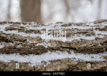 Baumrinde mit Schneeflocken und Frost im Winter Stockfoto