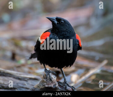 Red-winged blackbird in einem Sumpf Stockfoto