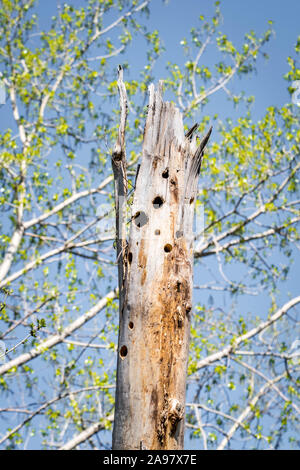 Baumstamm mit Löchern. Durch Vögel. Quebec Stockfoto