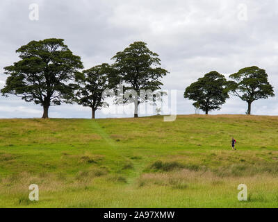 Stockport, Großbritannien - Juli 21, 2019: ein Mann Spaziergänge entlang einem Pfad auf einem Hügel in der Landschaft von Lyme Park im Peak District in Großbritannien Stockfoto