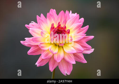 Schöne rosa Dahlie Blume Nahaufnahme Stockfoto