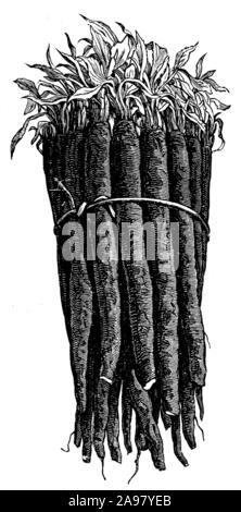 Schwarzwurzeln oder Spanisch; Schwarzwurzeln Schwarzwurzeln oder Spanisch, Schwarzwurzeln, Schwarzwurzel hispanica; Schwarzwurzel hispanica, anonym (Garten Buch, 1911) Stockfoto