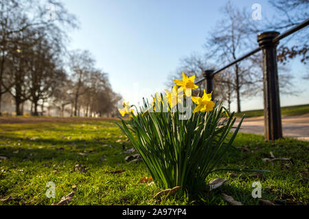 Narzissen in der Blüte in der schönen Hyde Park in London, UK. Stockfoto