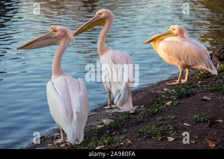 Resident Pelikane im St. James's Park in London, UK. Sie wurden zu den Park im Jahr 1664 eingeführt als ein Geschenk von den Russischen Botschafter und seitdem, o Stockfoto