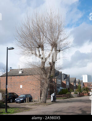 Urban hybrid Pappel (Populus spp.) Baum im Winter, New Cross, London SE14 Stockfoto